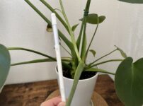 モンステラ　サスティー